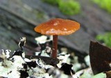 Xeromphalina fulvipes image