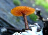 Xeromphalina fulvipes image