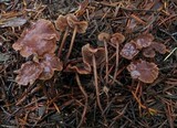 Gymnopus villosipes image