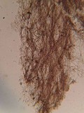 Tricholoma griseoviolaceum image