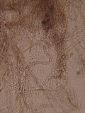 Tricholoma griseoviolaceum image