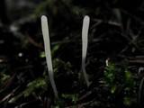 Clavaria falcata image
