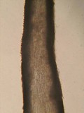Tricholoma griseoviolaceum image