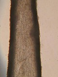 Tricholoma griseoviolaceum image