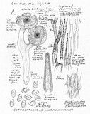 Tricholoma griseoviolaceum image