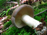 Lactarius argillaceifolius var. argillaceifolius image
