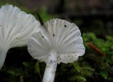 Marasmius calhouniae image