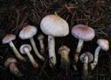 Inocybe ionocephala image