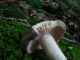 Lactarius argillaceifolius image