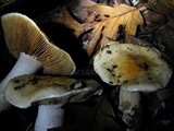 Cortinarius albofragrans image