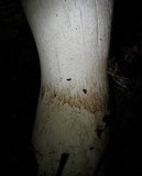 Cortinarius albofragrans image