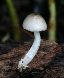 Bolbitius reticulatus image