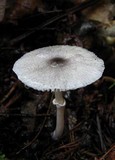 Lepiota atrodisca image