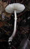 Lepiota atrodisca image