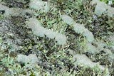 Cladonia strepsilis image