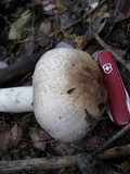 Agaricus hondensis image