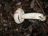 Agaricus hondensis image