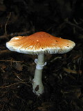 Leucoagaricus rubrotinctus image