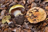 Cortinarius xanthodryophilus image