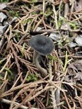 Panaeolus guttulatus image