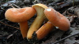 Lactarius hygrophoroides image