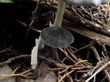 Panaeolus guttulatus image