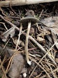 Panaeolus guttulatus image