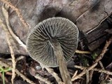 Panaeolus guttulatus image