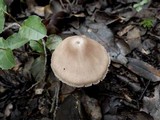 Entoloma roseum image