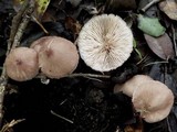 Entoloma roseum image