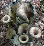 Craterellus fallax image