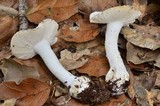 Amanita silvicola image