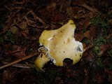 Russula claroflava image