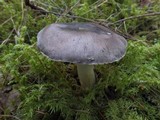 Tricholoma griseoviolaceum image