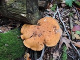 Polyporus radicatus image