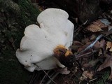 Polyporus radicatus image