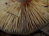 Lactarius mutabilis image