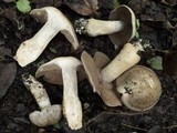 Cortinarius infractus image
