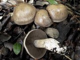 Cortinarius infractus image