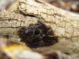 Exidia nigricans image