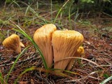 Clavariadelphus truncatus image