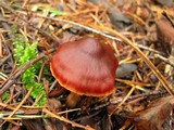 Cortinarius californicus image