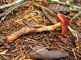 Cortinarius californicus image