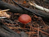 Cortinarius californicus image