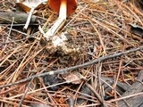 Cortinarius californicus image