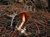 Cortinarius californicus image