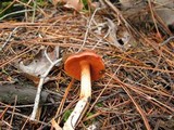 Cortinarius californicus image