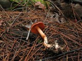 Cortinarius californicus image
