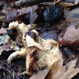 Cantharellus appalachiensis image