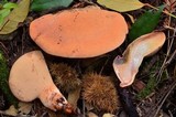 Fistulina hepatica image